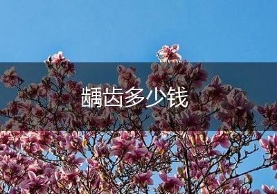 龋齿多少钱