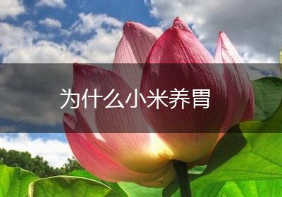 为什么小米养胃