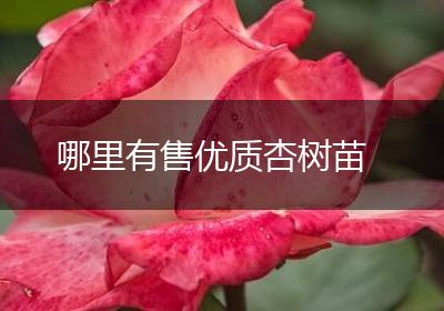 哪里有售优质杏树苗