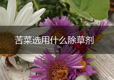 苦菜选用什么除草剂