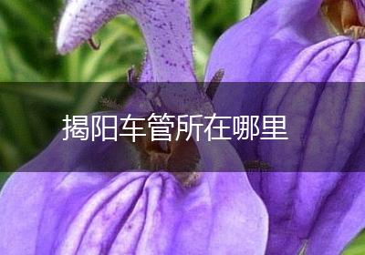 揭阳车管所在哪里
