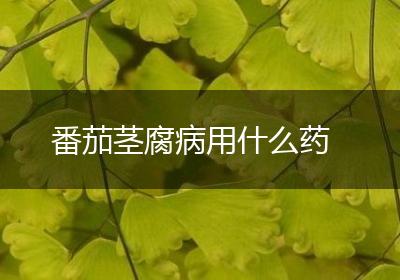 番茄茎腐病用什么药
