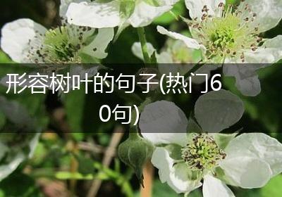形容树叶的句子(热门60句)