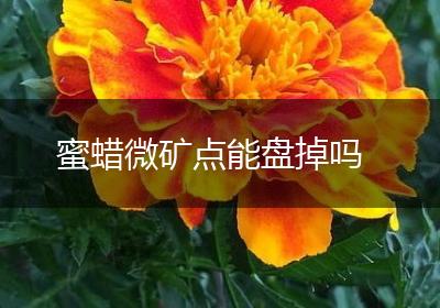 蜜蜡微矿点能盘掉吗