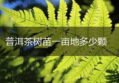 普洱茶树苗一亩地多少颗