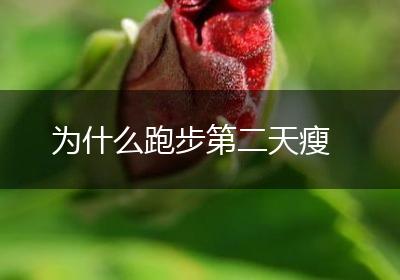 为什么跑步第二天瘦