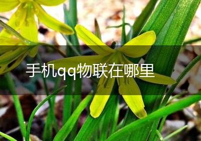 手机qq物联在哪里