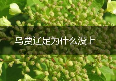 乌贾辽足为什么没上