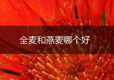 全麦和燕麦哪个好