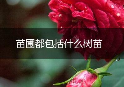 苗圃都包括什么树苗