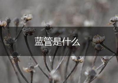 蓝管是什么