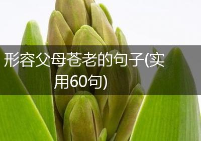 形容父母苍老的句子(实用60句)