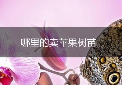 哪里的卖苹果树苗