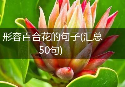 形容百合花的句子(汇总50句)