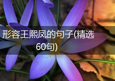 形容王熙凤的句子(精选60句)