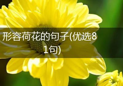 形容荷花的句子(优选81句)