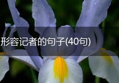 形容记者的句子(40句)
