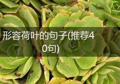 形容荷叶的句子(推荐40句)