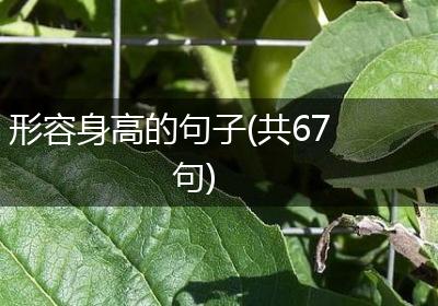 形容身高的句子(共67句)