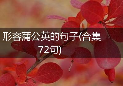 形容蒲公英的句子(合集72句)