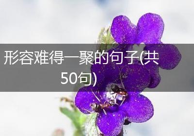 形容难得一聚的句子(共50句)