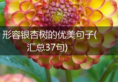 形容银杏树的优美句子(汇总37句)