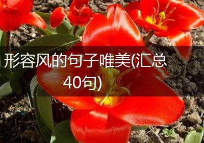 形容风的句子唯美(汇总40句)