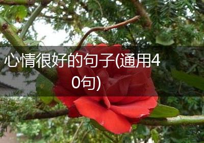 心情很好的句子(通用40句)