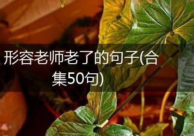 形容老师老了的句子(合集50句)