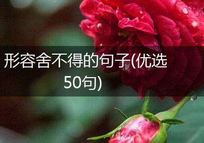形容舍不得的句子(优选50句)
