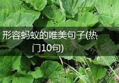 形容蚂蚁的唯美句子(热门10句)