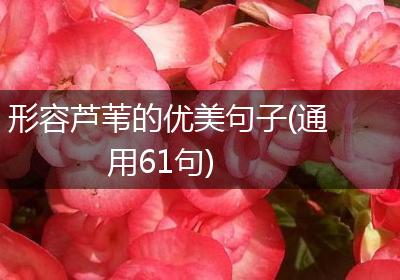 形容芦苇的优美句子(通用61句)