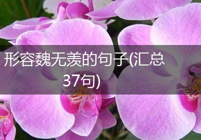 形容魏无羡的句子(汇总37句)