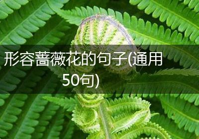 形容蔷薇花的句子(通用50句)