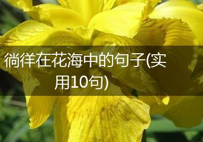 徜徉在花海中的句子(实用10句)