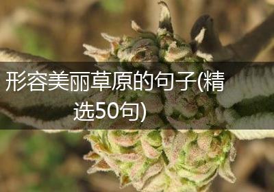 形容美丽草原的句子(精选50句)