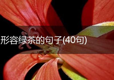 形容绿茶的句子(40句)