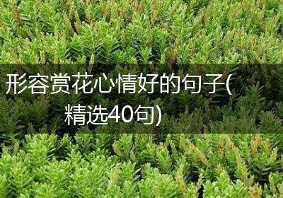形容赏花心情好的句子(精选40句)