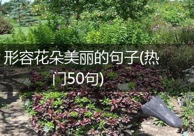形容花朵美丽的句子(热门50句)