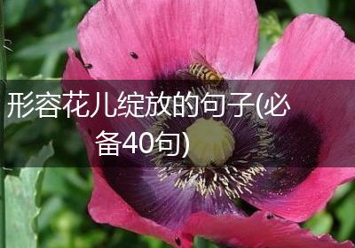 形容花儿绽放的句子(必备40句)