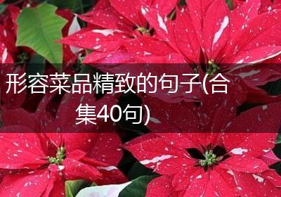 形容菜品精致的句子(合集40句)