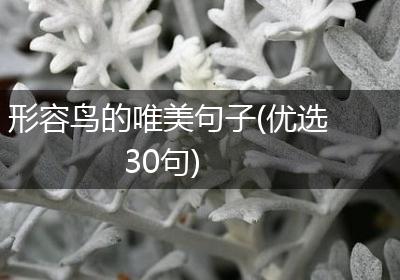形容鸟的唯美句子(优选30句)