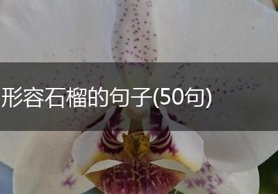 形容石榴的句子(50句)