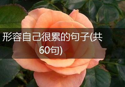 形容自己很累的句子(共60句)