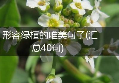 形容绿植的唯美句子(汇总40句)