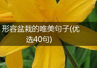 形容盆栽的唯美句子(优选40句)
