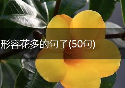 形容花多的句子(50句)