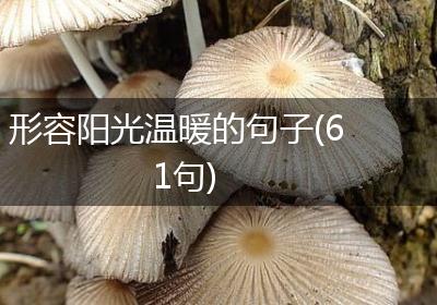 形容阳光温暖的句子(61句)