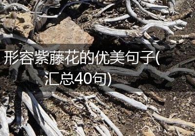 形容紫藤花的优美句子(汇总40句)