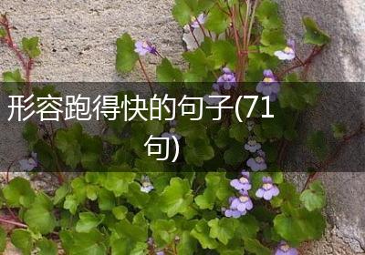 形容跑得快的句子(71句)